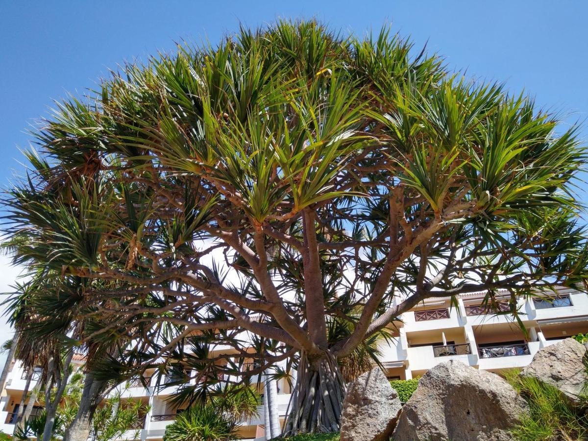 Forest Flat - Big Heated Pool, Terrace, Tv Channels, Golf Courses San Miguel de Abona Eksteriør bilde